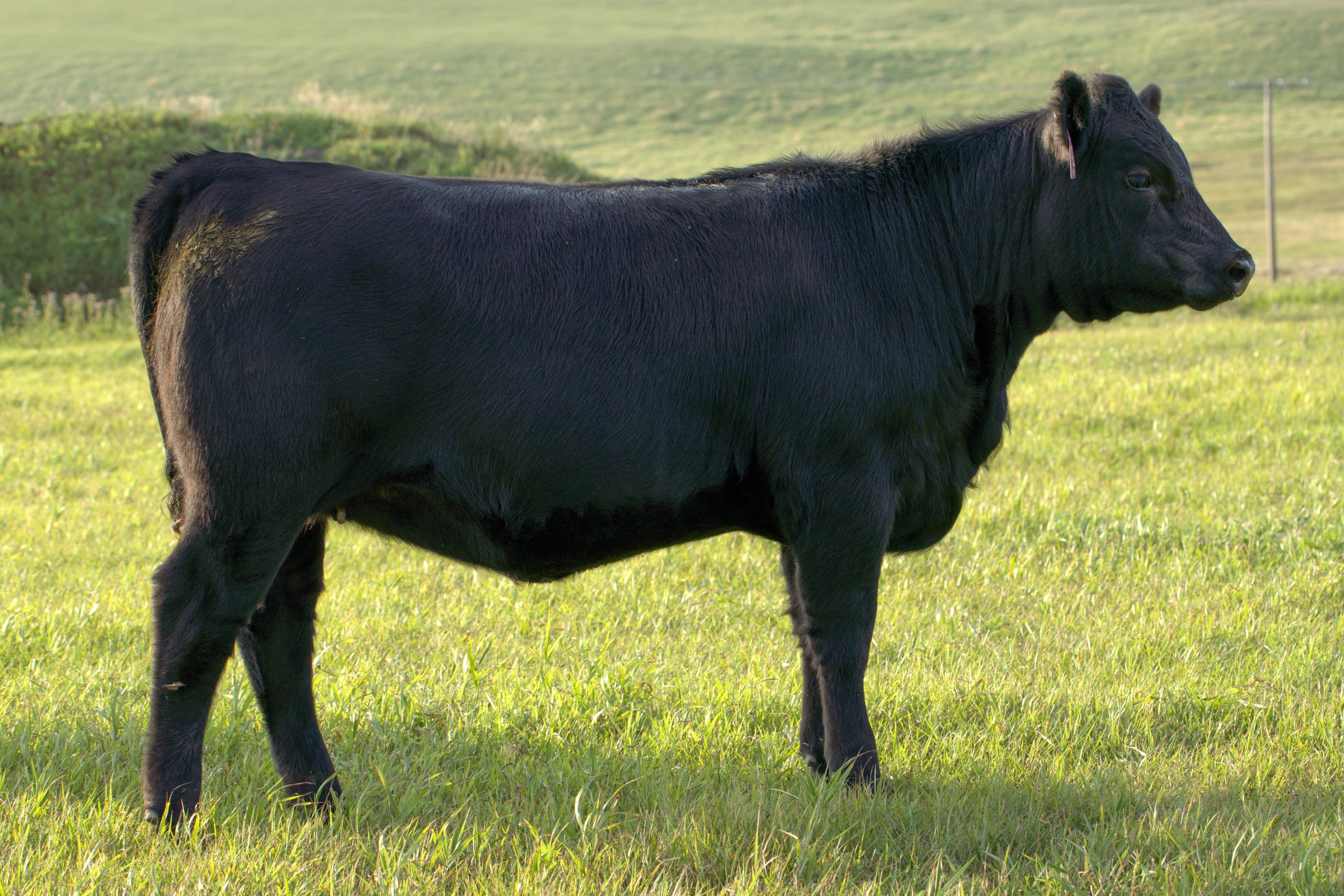 bull